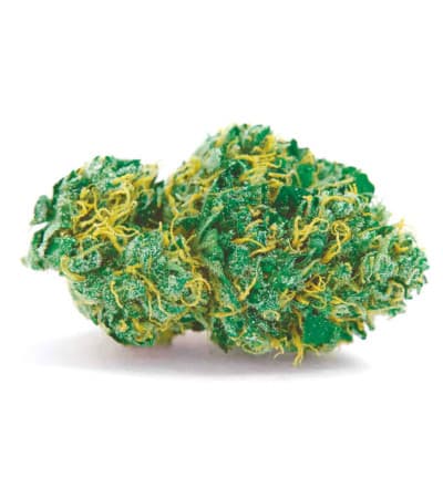 Auto Sweet Tooth > Bulk Seed Bank | Semillas de marihuana autoflorecientes  |  Índica